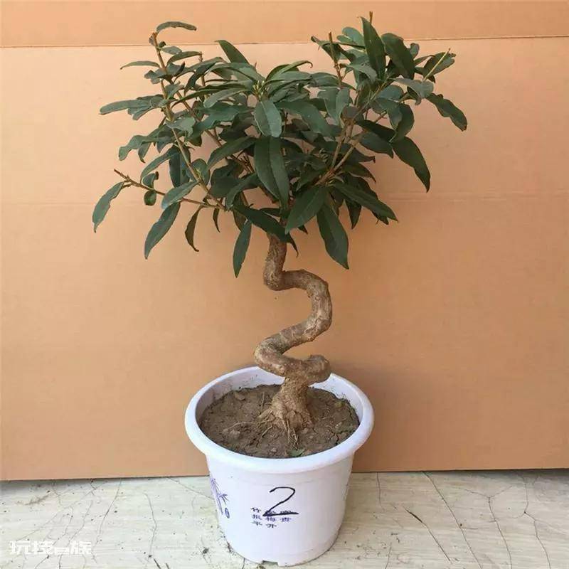 桂花树叶子尖发黄干枯怎么办(桂花黄叶的原因及处理方法)-图片2